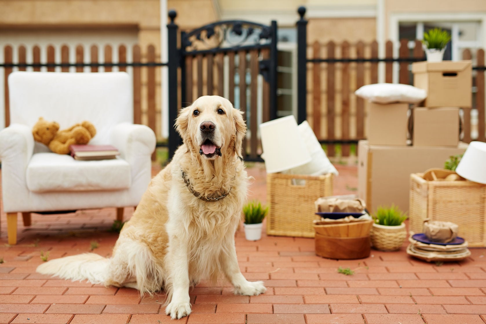 Mover’s Tips For Moving With Pets
