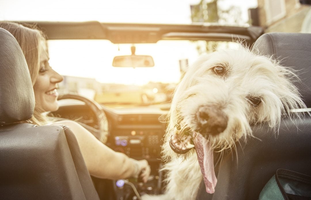 california dog sticking out tongue in convertible