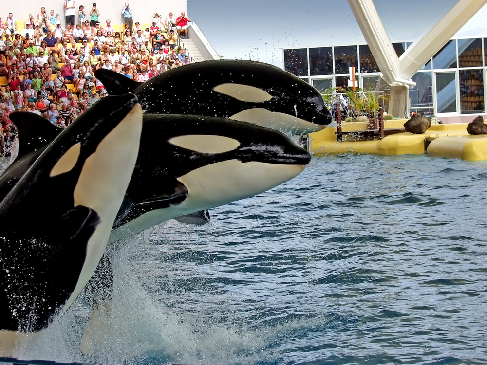 Orcas jumping out of water at SeaWorld