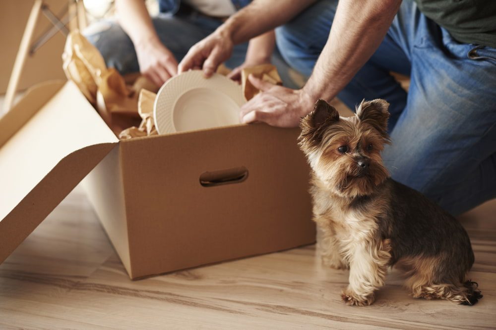 Moving Boxes 101: 6 Types of Boxes Every Move Can Benefit From