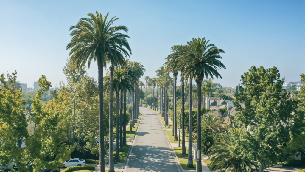 beverly-hills-neighborhood-palm-trees