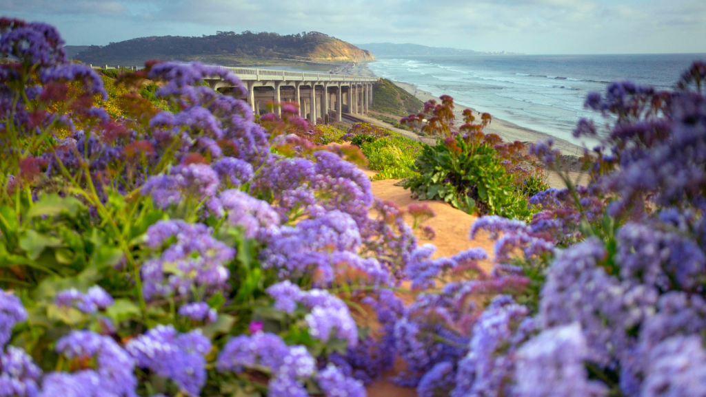 del-mar-ocean-purple-flowers